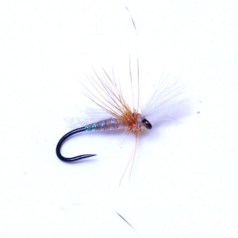 Silvey's Midge Adult